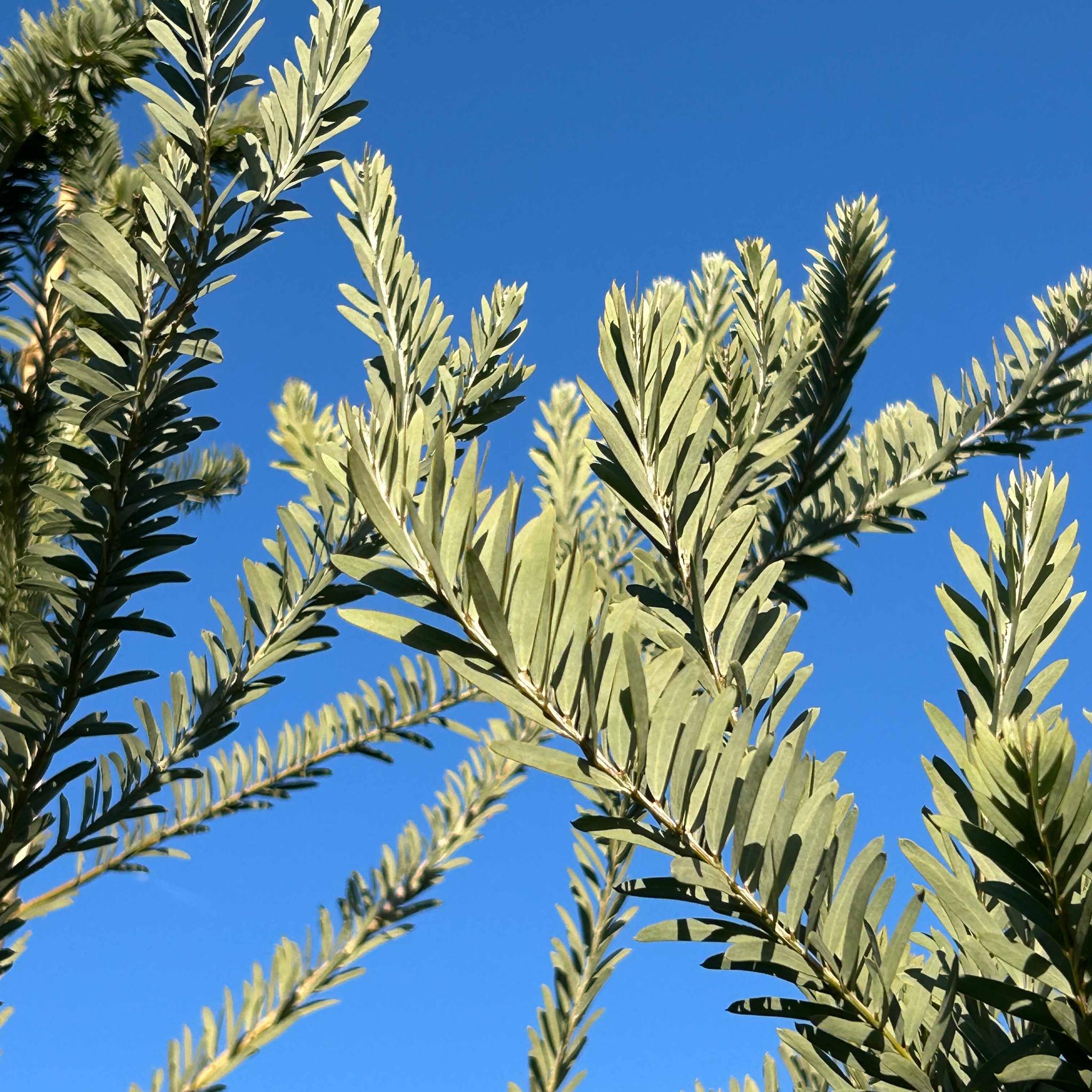 【早割】グリーンとピンクのドライフラワーリース｜ナチュラル派の母の日ギフトにも◎ | 12枚目